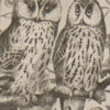 Oiseaux et paon, planche d’Adolphe Millot 1932