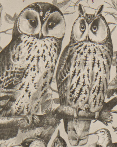 Oiseaux et paon, planche d’Adolphe Millot 1932