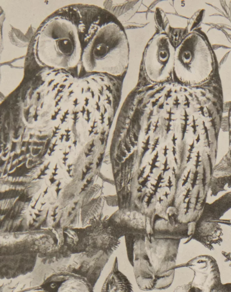 Oiseaux et paon, planche d’Adolphe Millot 1932