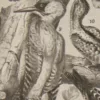 Oiseaux et paon, planche d’Adolphe Millot 1932