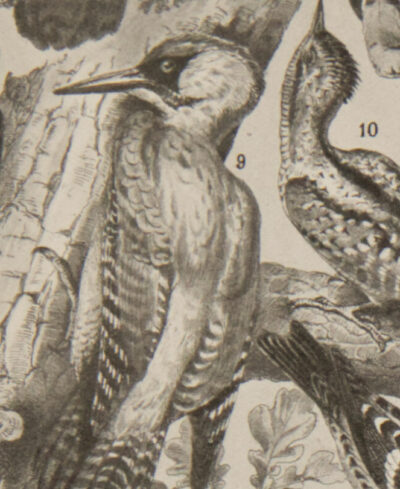 Oiseaux et paon, planche d’Adolphe Millot 1932