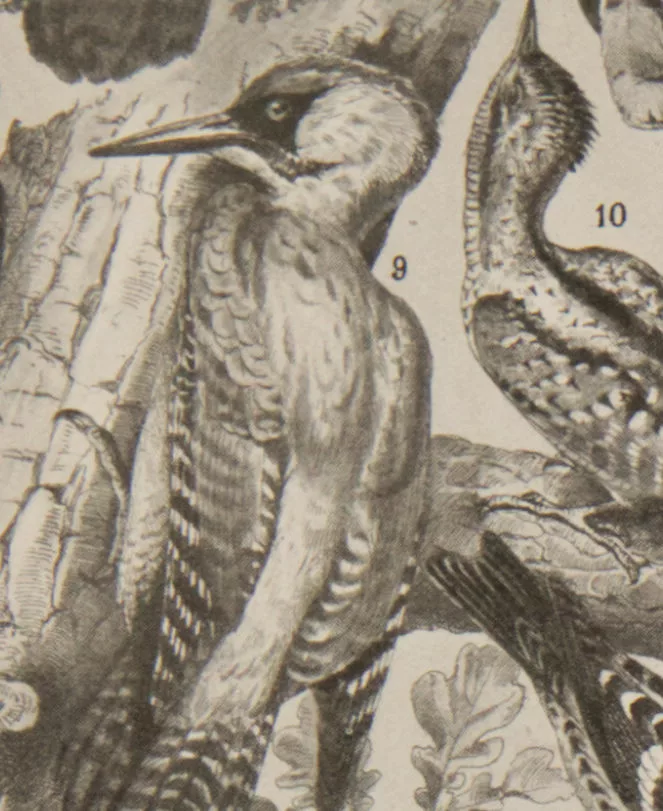Oiseaux et paon, planche d’Adolphe Millot 1932
