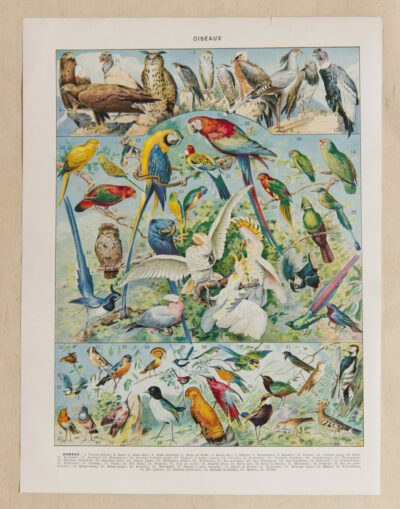 Oiseaux du monde, planche d’Adolphe Millot 1932