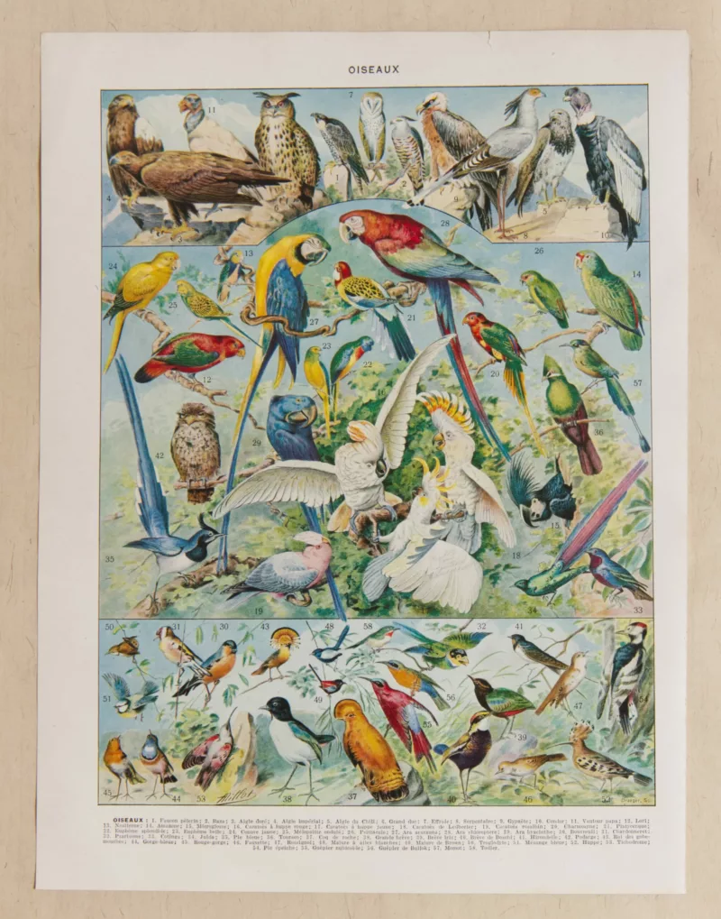 Oiseaux du monde, planche d’Adolphe Millot 1932