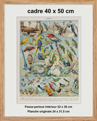 Oiseaux du monde, planche d’Adolphe Millot 1932