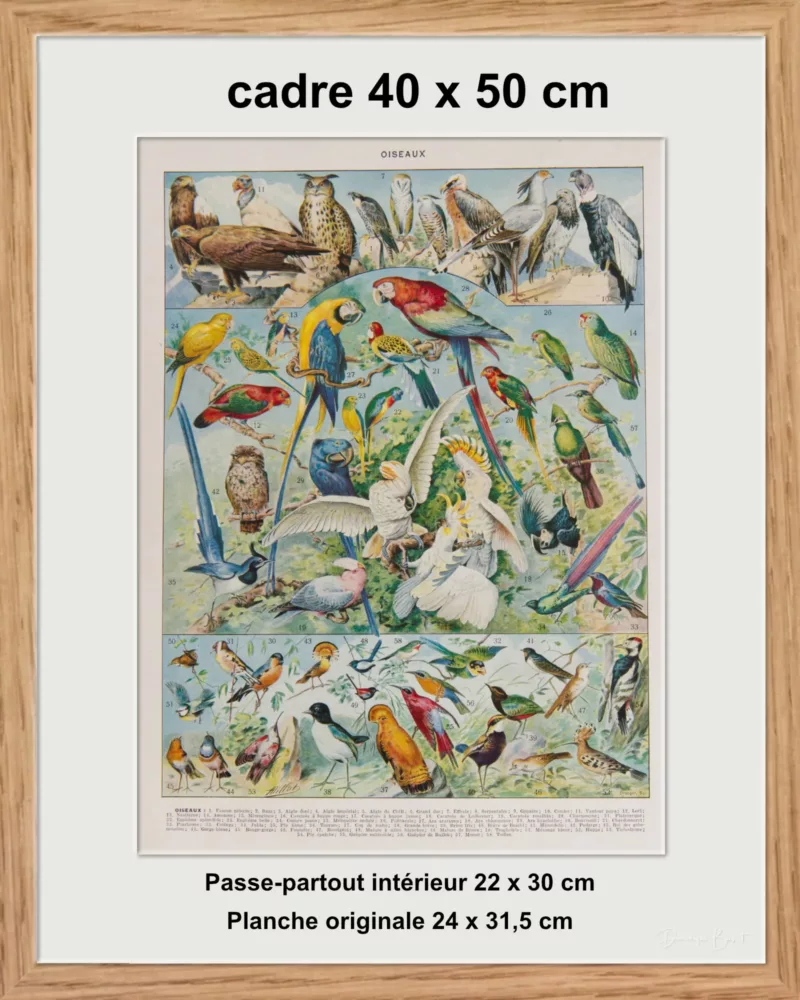 Oiseaux du monde, planche d’Adolphe Millot 1932