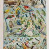 Oiseaux du monde, planche d’Adolphe Millot 1932