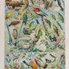 Oiseaux du monde, planche d’Adolphe Millot 1932