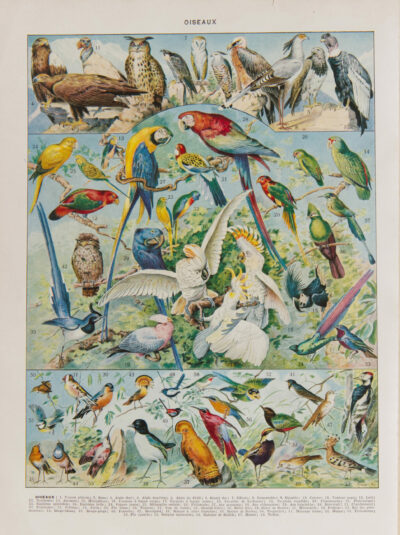Oiseaux du monde, planche d’Adolphe Millot 1932