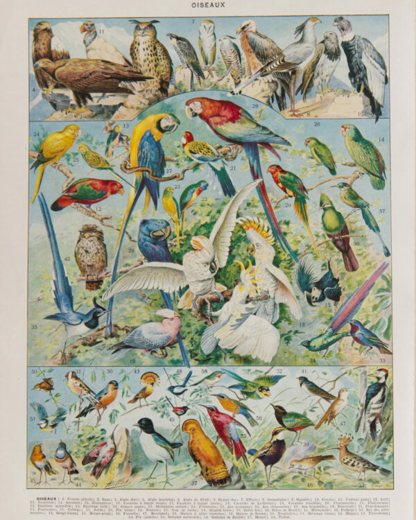 Oiseaux du monde, planche d’Adolphe Millot 1932