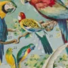 Oiseaux du monde, planche d’Adolphe Millot 1932