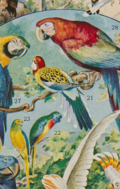 Oiseaux du monde, planche d’Adolphe Millot 1932