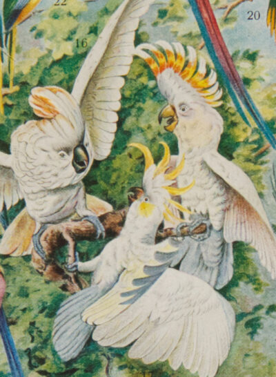 Oiseaux du monde, planche d’Adolphe Millot 1932