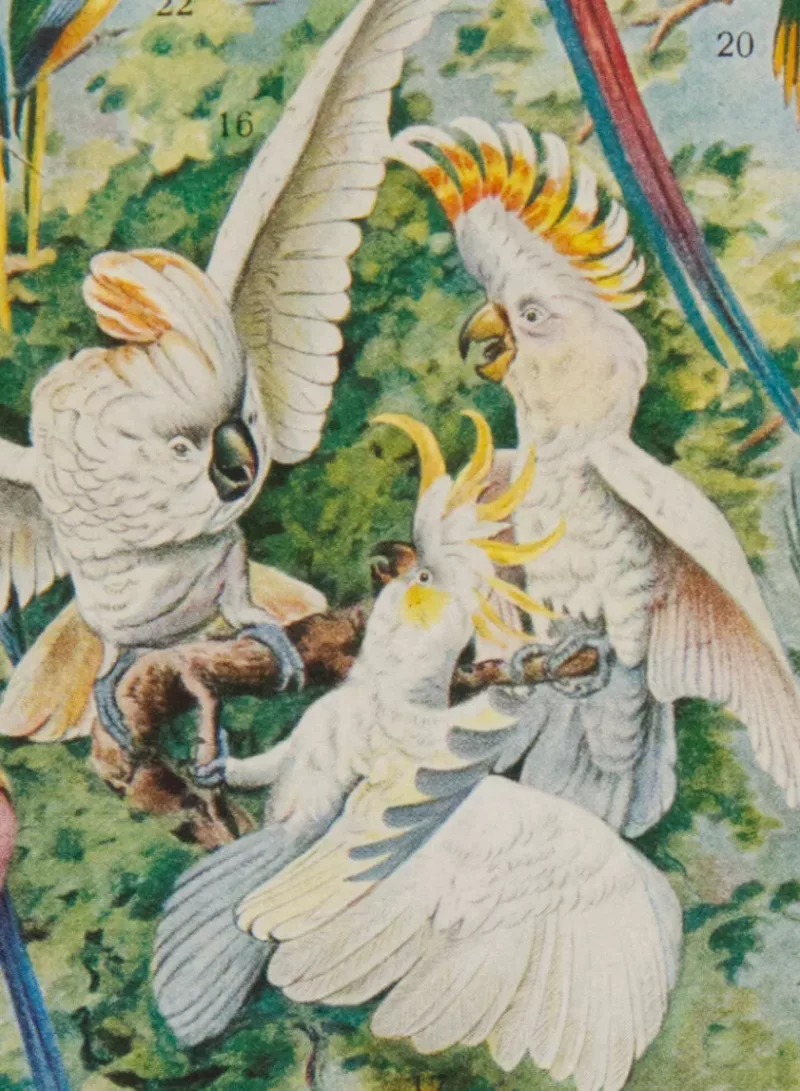 Oiseaux du monde, planche d’Adolphe Millot 1932