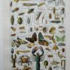 Arthropodes, planche zoologique originale 1948