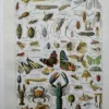 Arthropodes, planche zoologique originale 1948 – planche ancienne entière
