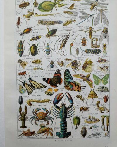 Arthropodes, planche zoologique originale 1948