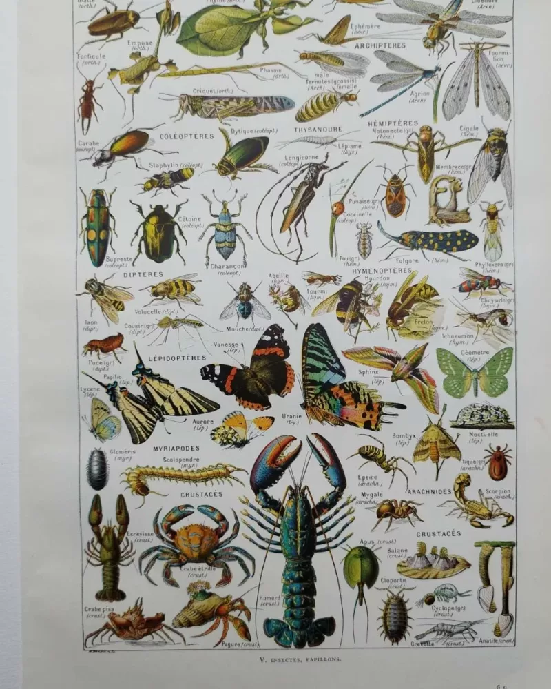 Arthropodes, planche zoologique originale 1948 – planche ancienne entière