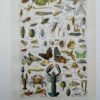 Arthropodes, planche zoologique originale 1948
