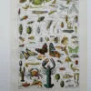 Arthropodes, planche zoologique originale 1948