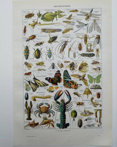 Arthropodes, planche zoologique originale 1948