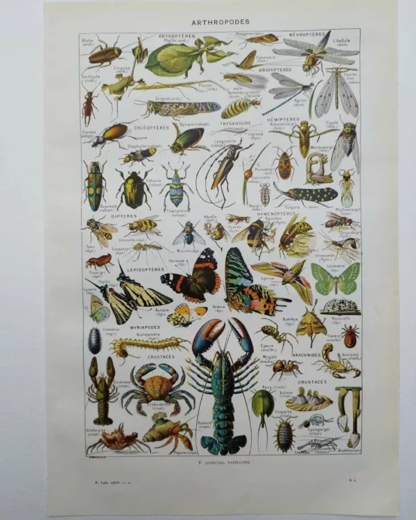 Arthropodes, planche zoologique originale 1948