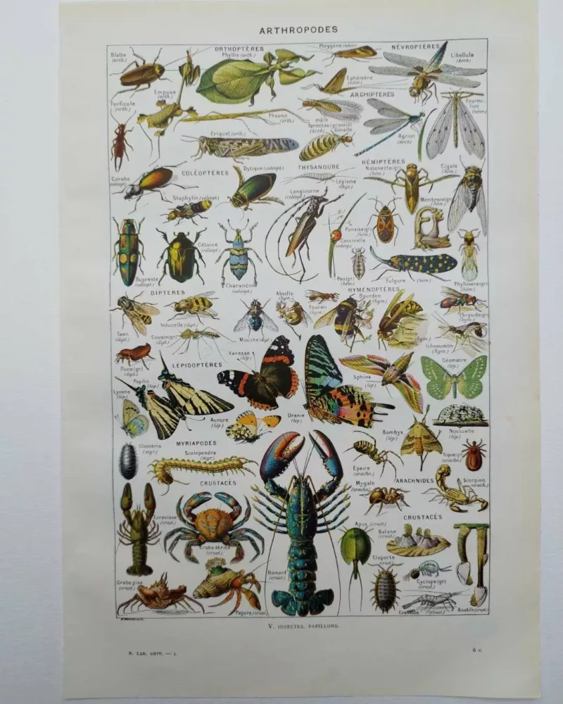 Arthropodes, planche zoologique originale 1948
