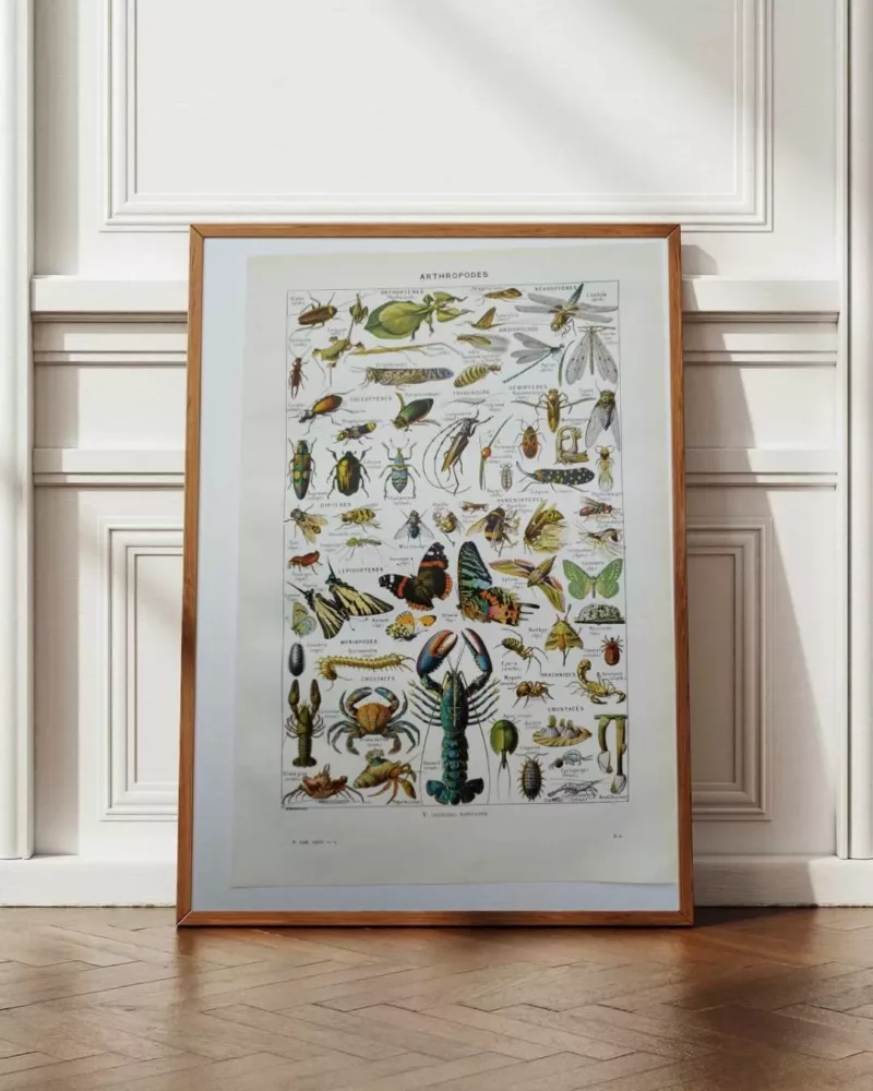 Arthropodes, planche zoologique originale 1948 – planche encadrée en décoration murale