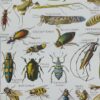 Arthropodes, planche zoologique originale 1948