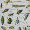 Arthropodes, planche zoologique originale 1948 – détail de la planche ancienne