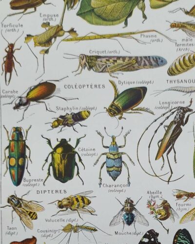 Arthropodes, planche zoologique originale 1948