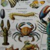 Arthropodes, planche zoologique originale 1948