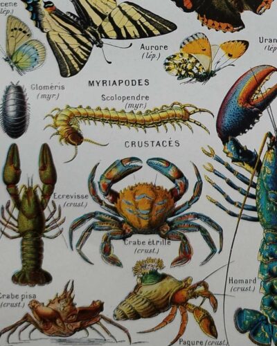 Arthropodes, planche zoologique originale 1948