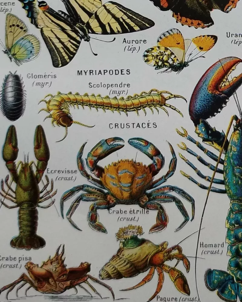 Arthropodes, planche zoologique originale 1948 – détail de la planche ancienne