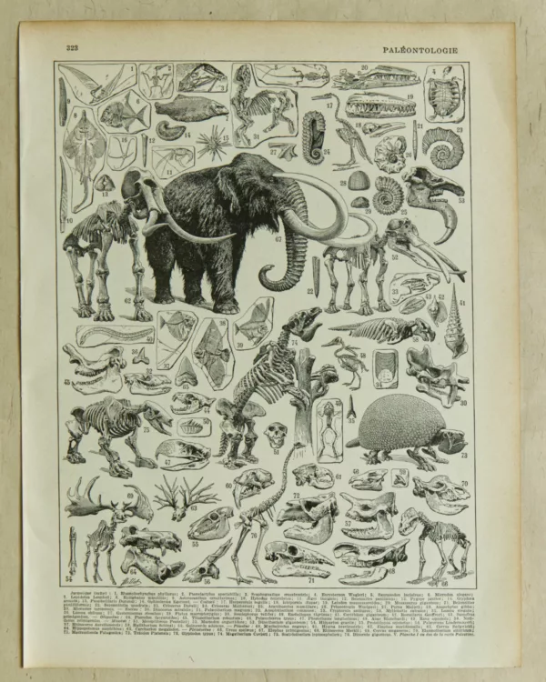 Paléontologie jurassique, planche d’Adolphe Millot 1932