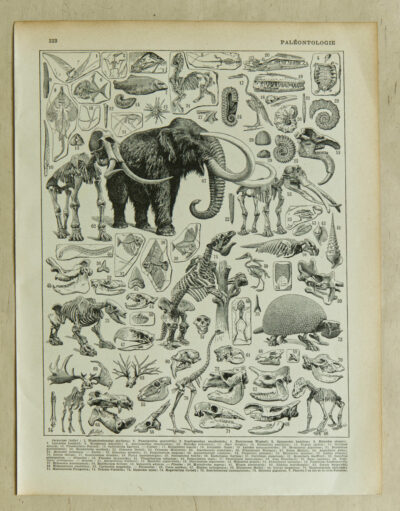 paleontologie1 Paléontologie jurassique, planche d’Adolphe Millot 1932