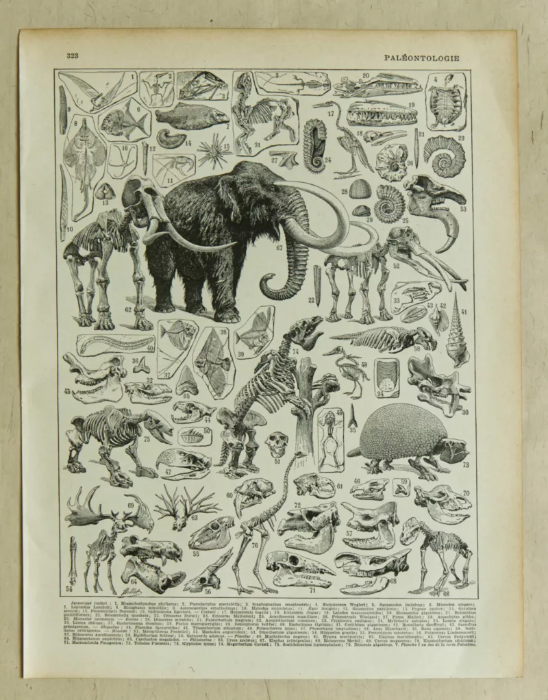 Paléontologie jurassique, planche d’Adolphe Millot 1932