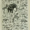 paleontologie1 Paléontologie jurassique, planche d’Adolphe Millot 1932
