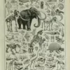 Paléontologie jurassique, planche d’Adolphe Millot 1932