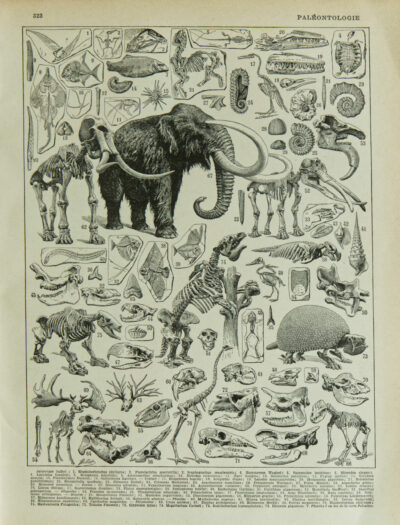 paleontologie1 Paléontologie jurassique, planche d’Adolphe Millot 1932