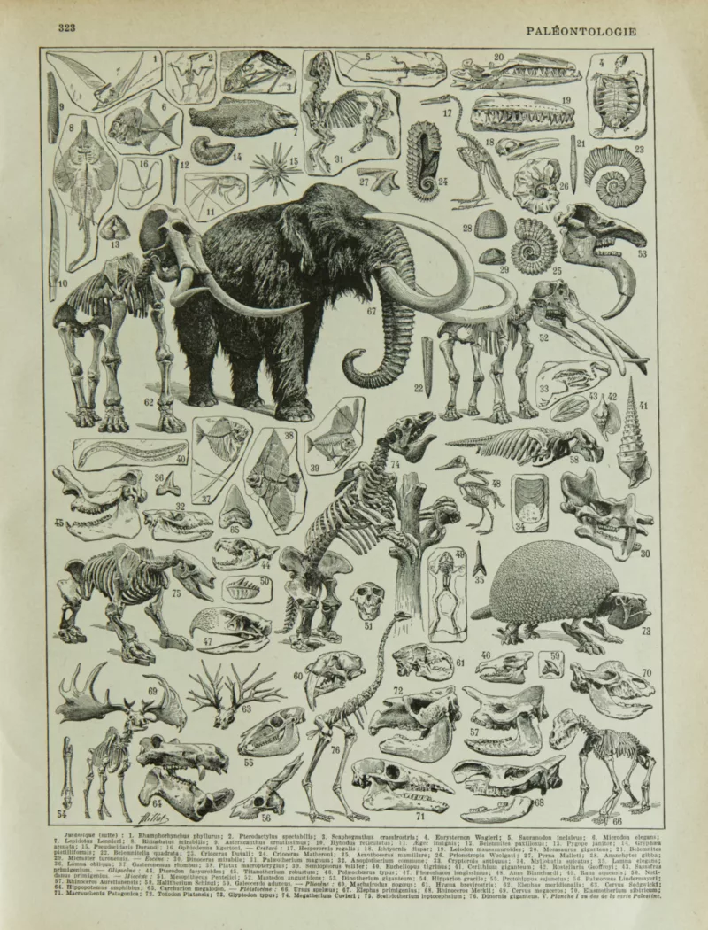 Paléontologie jurassique, planche d’Adolphe Millot 1932