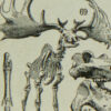paleontologie1 Paléontologie jurassique, planche d’Adolphe Millot 1932