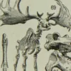 Paléontologie jurassique, planche d’Adolphe Millot 1932