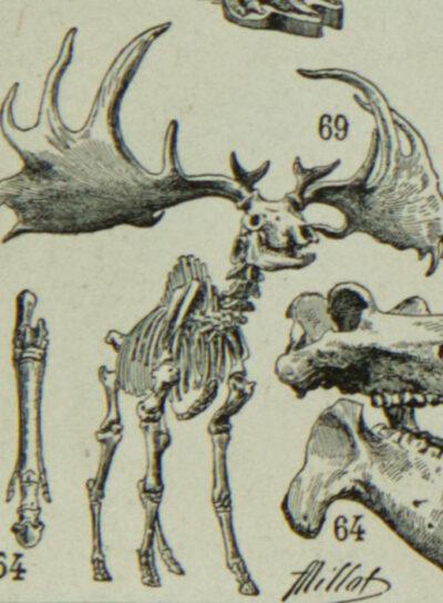 paleontologie1 Paléontologie jurassique, planche d’Adolphe Millot 1932