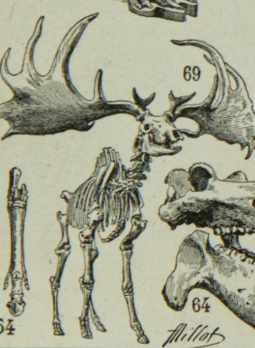Paléontologie jurassique, planche d’Adolphe Millot 1932