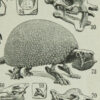 paleontologie1 Paléontologie jurassique, planche d’Adolphe Millot 1932