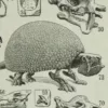Paléontologie jurassique, planche d’Adolphe Millot 1932