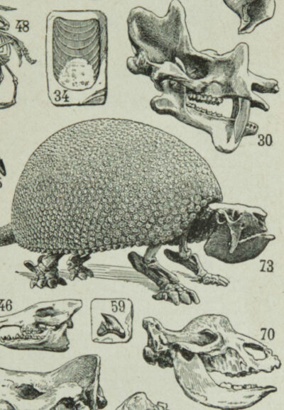 paleontologie1 Paléontologie jurassique, planche d’Adolphe Millot 1932