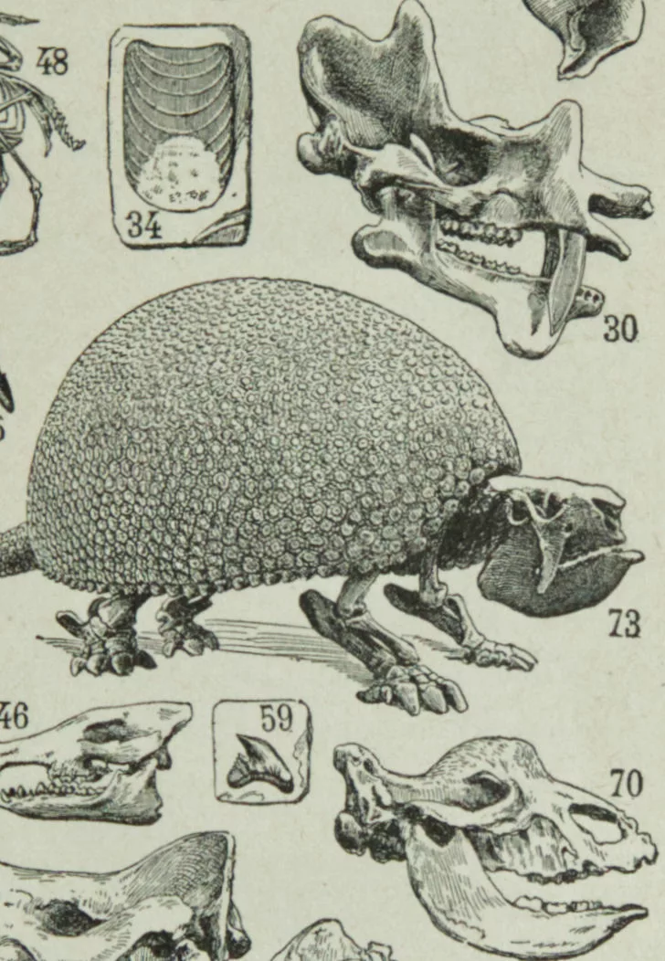 Paléontologie jurassique, planche d’Adolphe Millot 1932