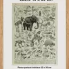 Paléontologie jurassique, planche d’Adolphe Millot 1932